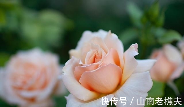 双鱼座|进入九月，桃花朵朵，整体运势就会上升，生活会越来越好