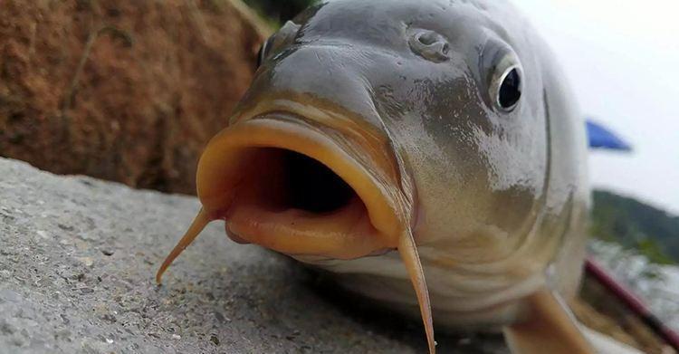 冬钓鲤鱼用什么样的饵料,鱼口会更好一些