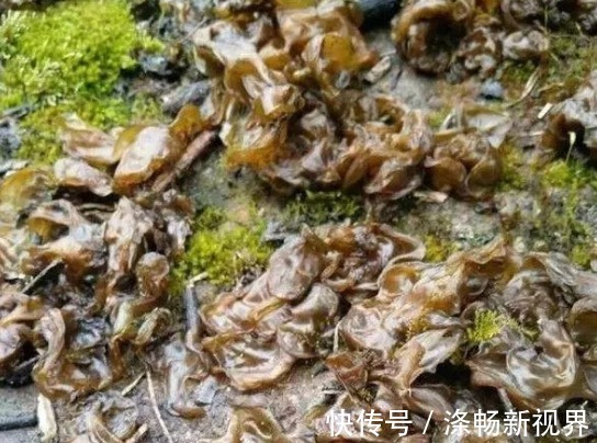 农村6种难得野味,好吃但是难找,全吃过的人不多,你吃过几种