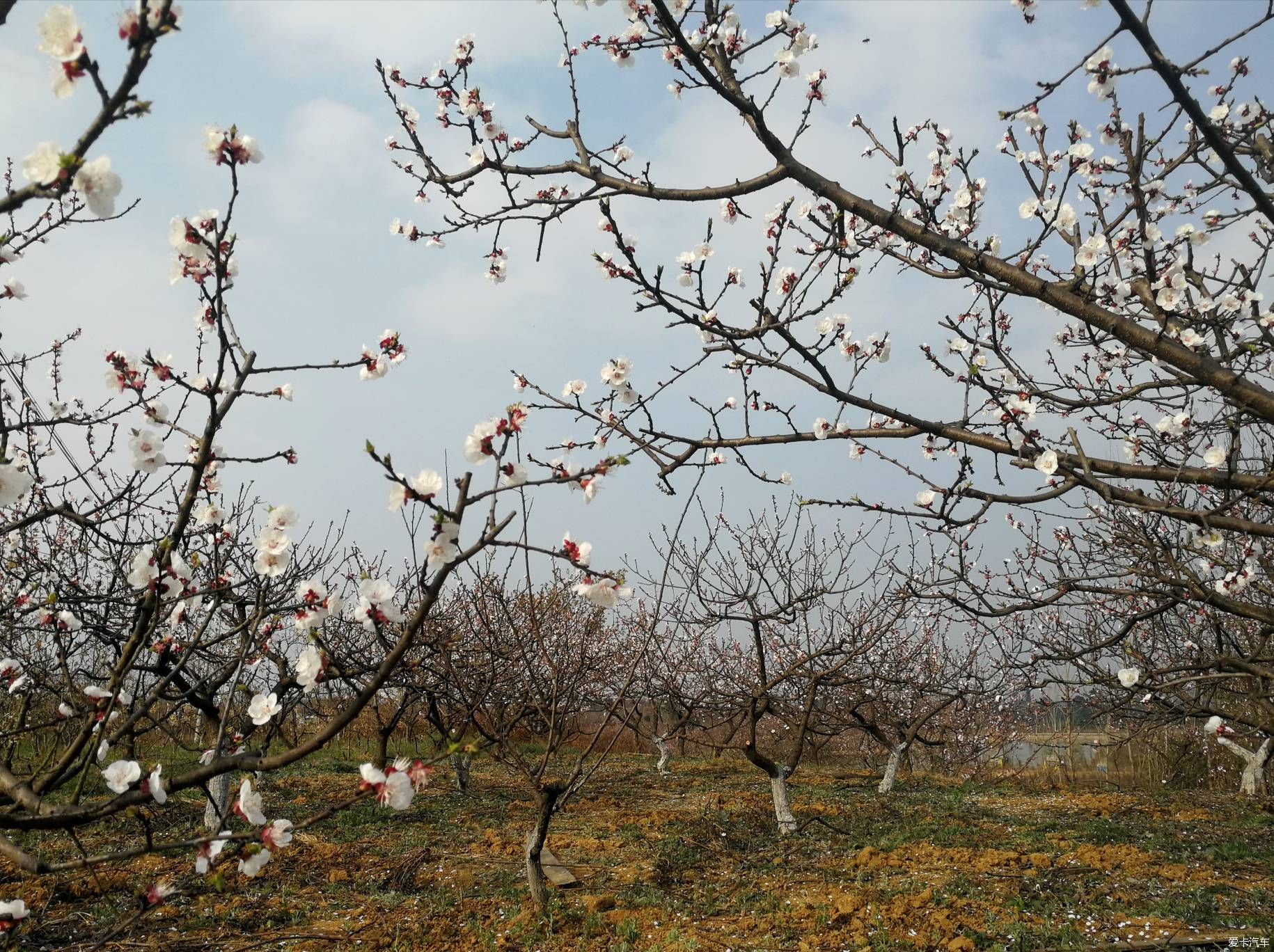 不负春光，乡村赏花