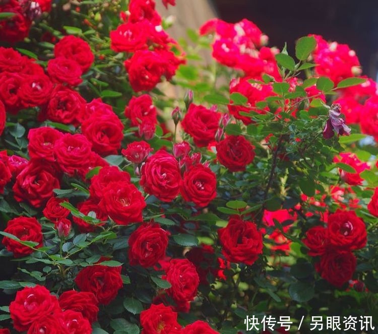 喜欢玫瑰，就养盆“精品玫瑰”红玫瑰，花开红色似火，美艳优雅！