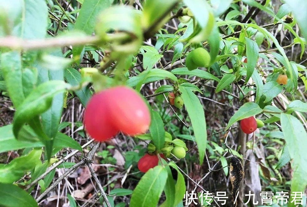 野生|它是“春季第一野果”,含钙很高,市场40元一斤,山里遇见赶紧摘