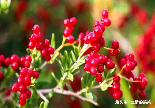 荠菜|冬天女性可以坚持吃4种食物,排出毒素,滋阴降火,滋养女性子宫