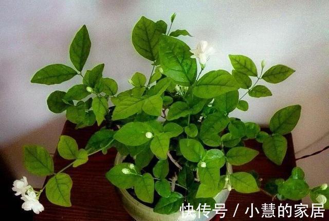 茉莉养殖注意事项,于北方盆栽,更值得多加小心