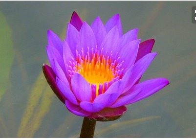 喜欢养花,不如养盆世界上最稀有的花睡火莲,爱情花,珍贵漂亮