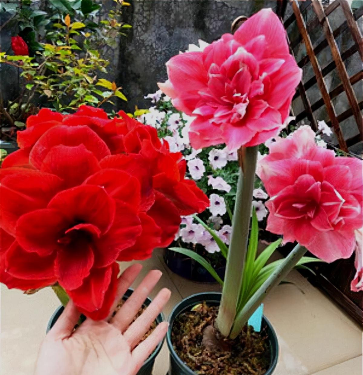 5种“耐寒花”,适合冬天养,多晒“少管”,爱开花