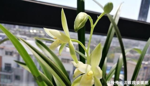 兰花|兰花焦尖，有3原因！这样养护，兰花叶片绿油油，呼呼长得旺！