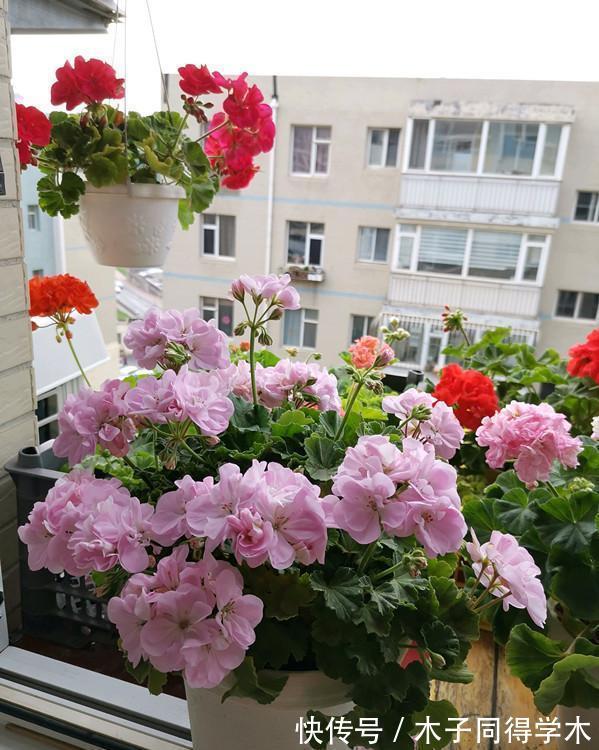 繁殖|3种花不用买,路边掰点枝叶扦插,天热生根快,轻松繁殖一大群