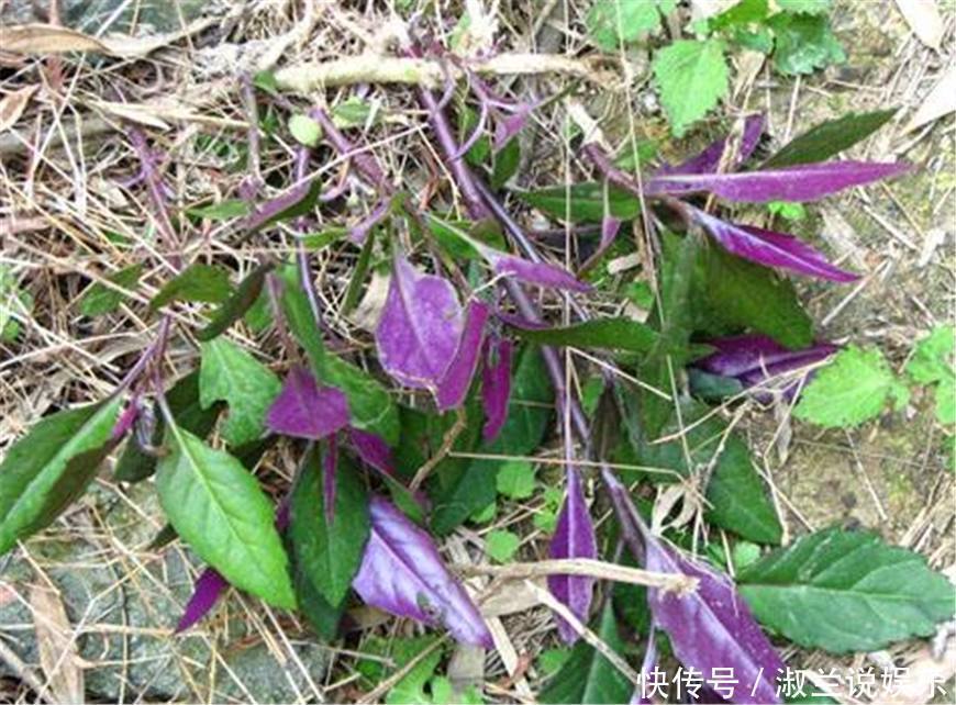 农村的这种野菜，是天然的补血菜，如今已经成为了餐桌上的常客
