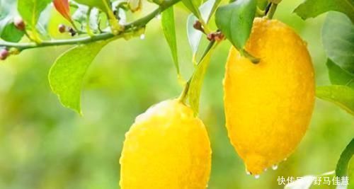 食物|很有营养的3种食物,美容养生、延缓衰老,好吃又健康!