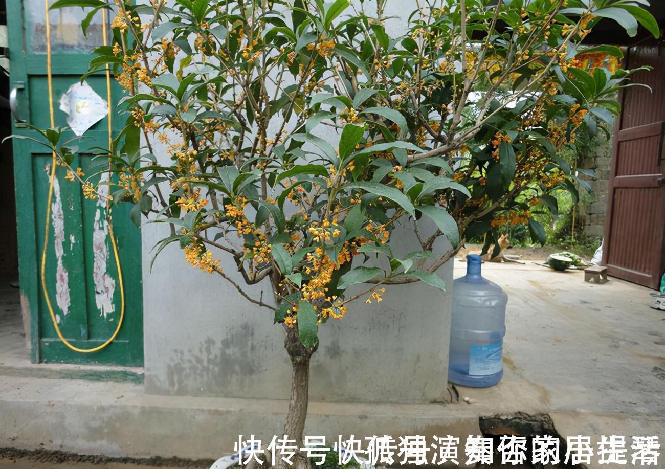 果树|3种“养人树”,漂亮有香味,能吃能观赏,建议至少养一种