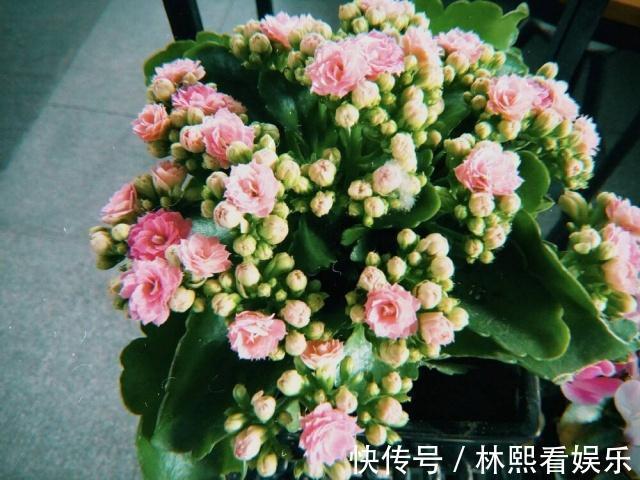 缺光照|长寿花缺了“它”变成“傻大个”就是不开花，就是欠收拾！