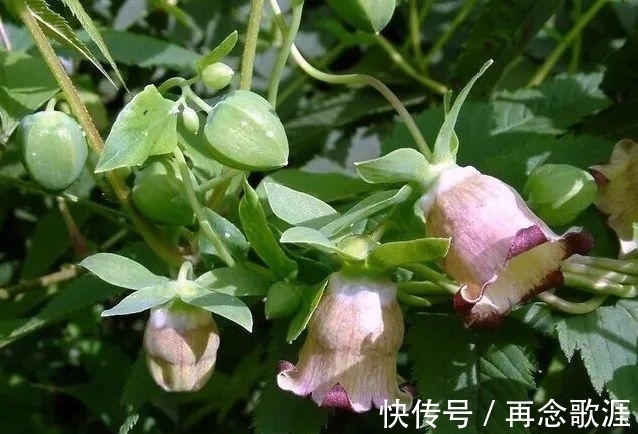 农历9月13日寒露后,养什么花?以下3种花,喜气盈门岁且更始