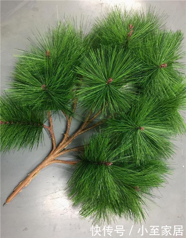 君子兰|“烂土”养君子兰?3种“废物”烫一烫,好营养,养花一级棒