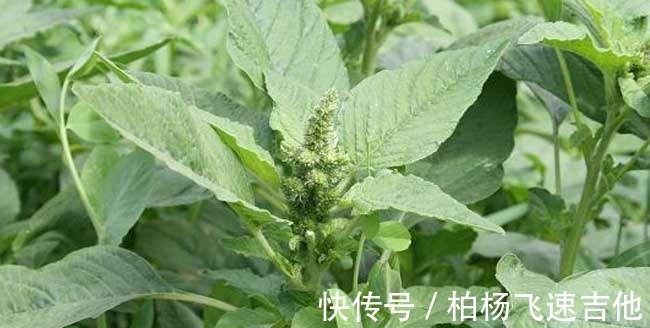 补铁|夏天才有，包成饺子，又鲜又香，补铁又补钙，很多人没吃过！