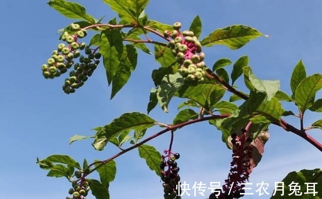 农民朋友|农村一种外来“野草”，它的根酷似人参，城里人想买都难买到