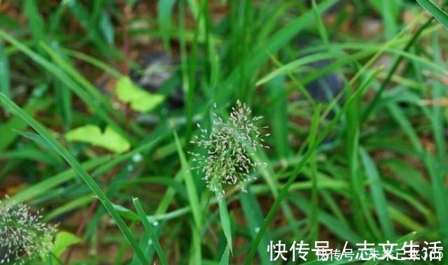 6种常见“野草”，以往人们不在意，一听名字这也太美了，要养