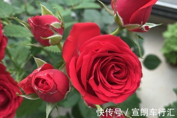 喜欢月季,不如养“高端品种”永远的莫斯科,色泽鲜艳,美艳高贵