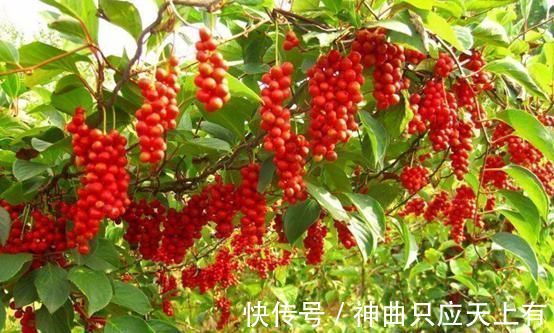 五梅|想养肝先管住嘴,这3种食物,再喜欢也少碰,肝脏会感激你的