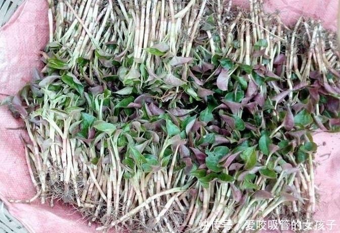 这种农作物1亩可产8000斤,亩产值高达3万元