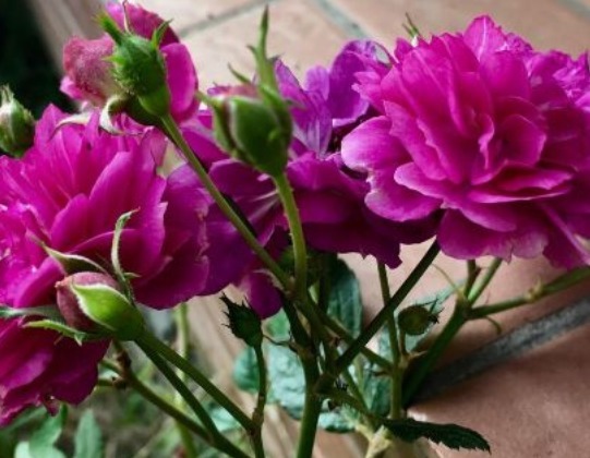 新手养花，不如养盆花中精品“甜蜜马车”，花团锦簇，香味浓郁