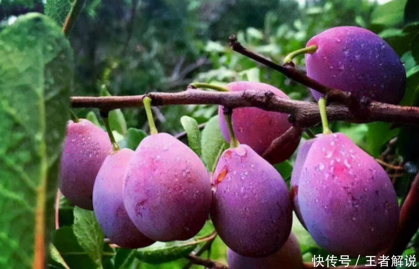 柚子|会吃的人更健康,3种食物必不可少,美容养颜、增强体质!