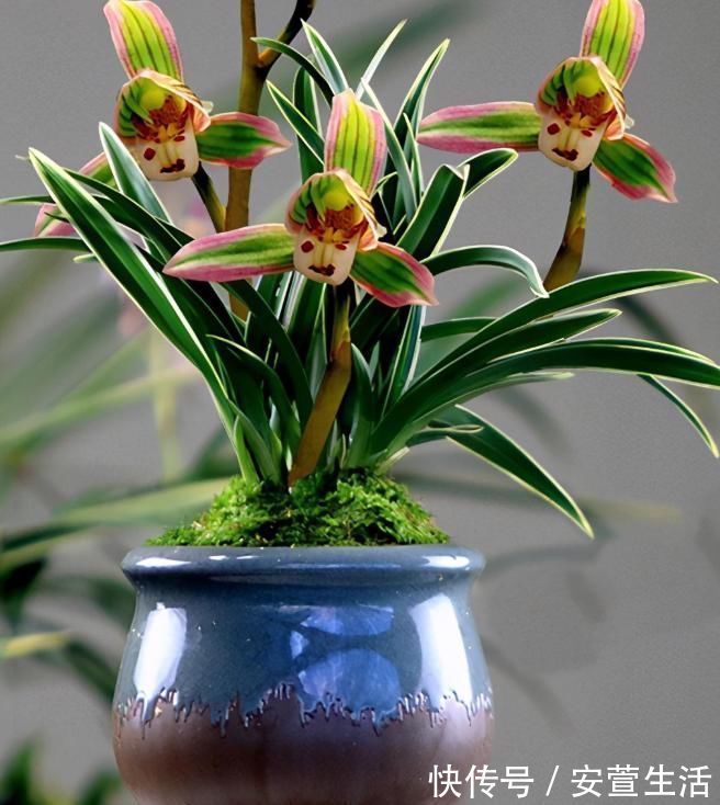 此兰花是矮种“帝王”，花色罕见，叶带金边线艺，曾一苗难求的