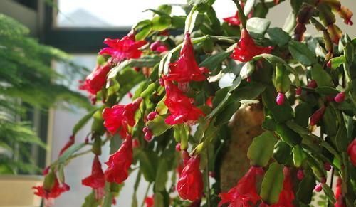 沙土|最厉害的养花营养液,蟹爪兰喝一勺,不掉花苞不黄叶,蹭蹭开一盆