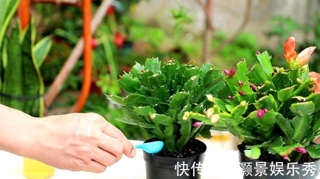 休眠|6种花淋雨就会“烂”,下雨最好放屋里,别忽视