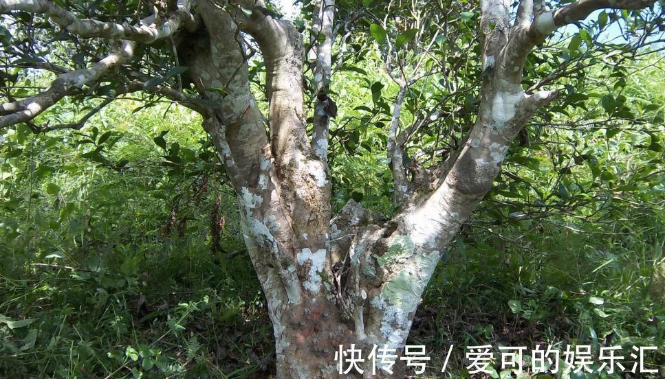 茶树|在农村,茶树也能盆栽做盆景,放在家里让房间充满淡淡的茶香