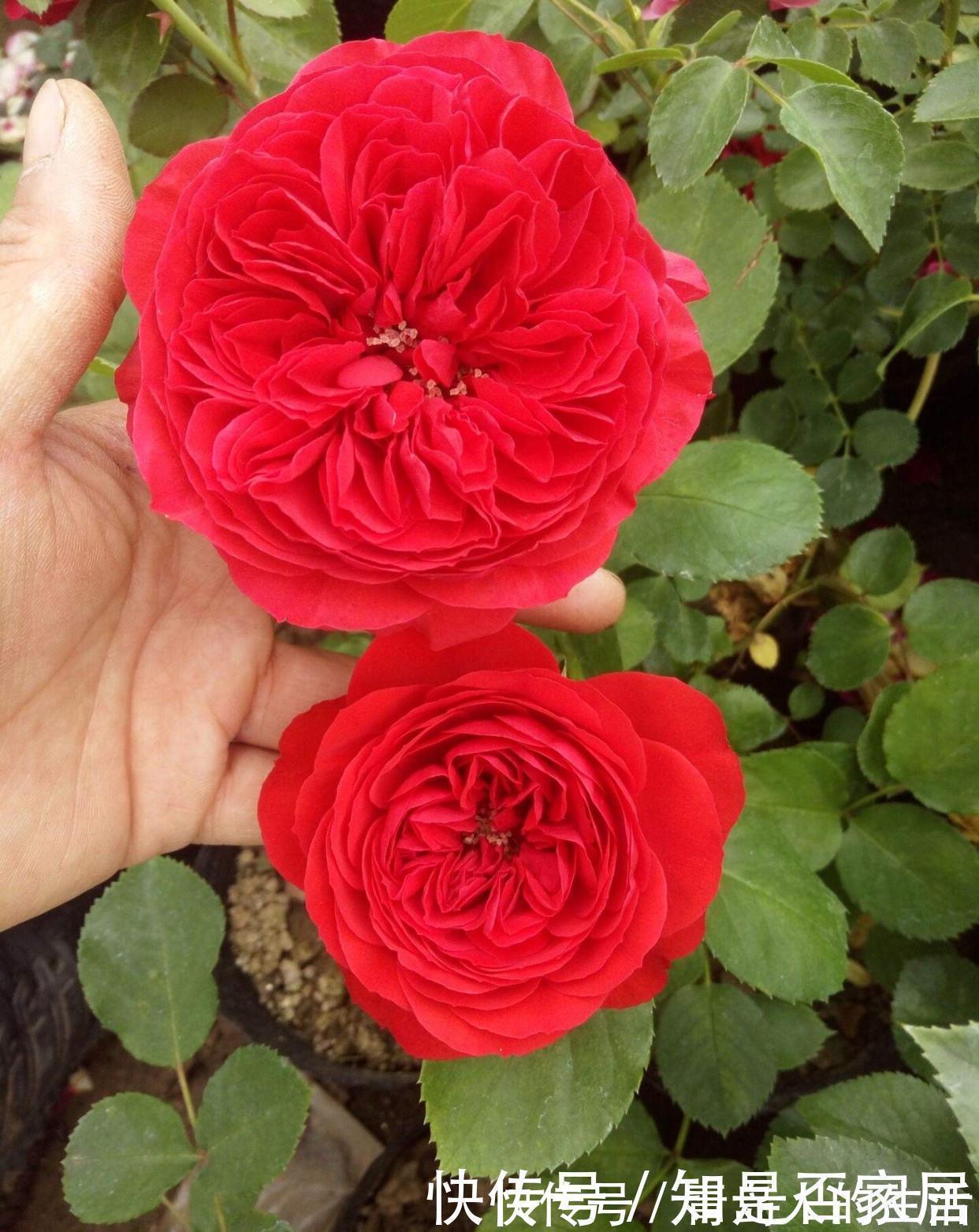 月季|月季黄叶是什么情况?弄清“4点”,一直绿油油,明年“花更多”