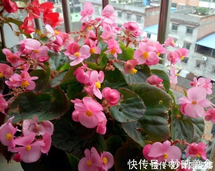 家养3种花，让它们“交接班”，一年开花365天，阳台变花海