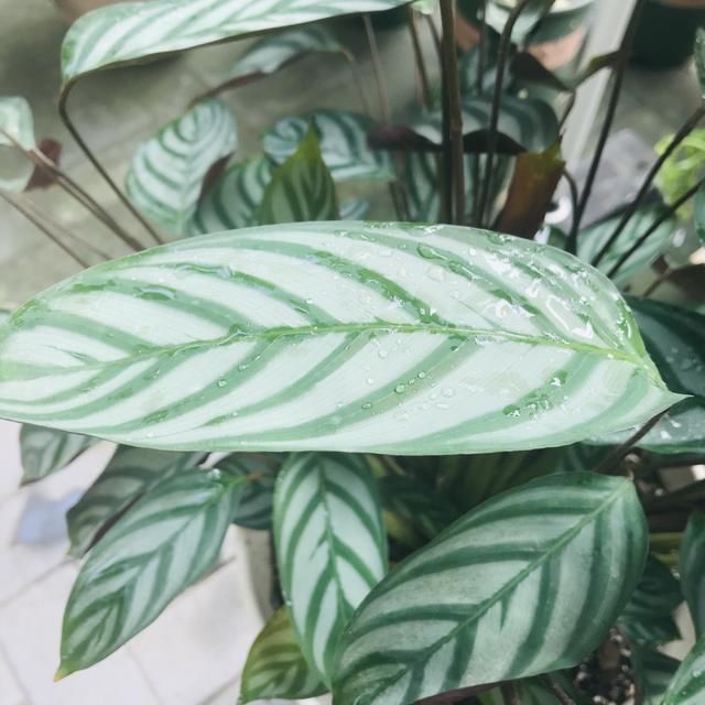 观叶类|她家从不养绿萝,就养4种“颜值花”,叶子比花还好看