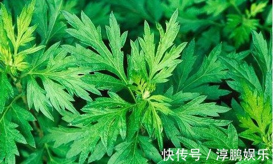 身体|她天天吃幼嫩艾草叶，半个月后身体发生神奇变化，值得所有人借鉴