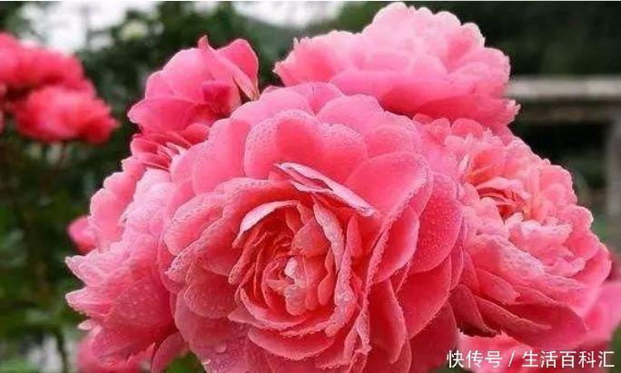 花儿|阳台最适合养3种花，花美色艳，便宜又好养，花儿轻松开爆盆