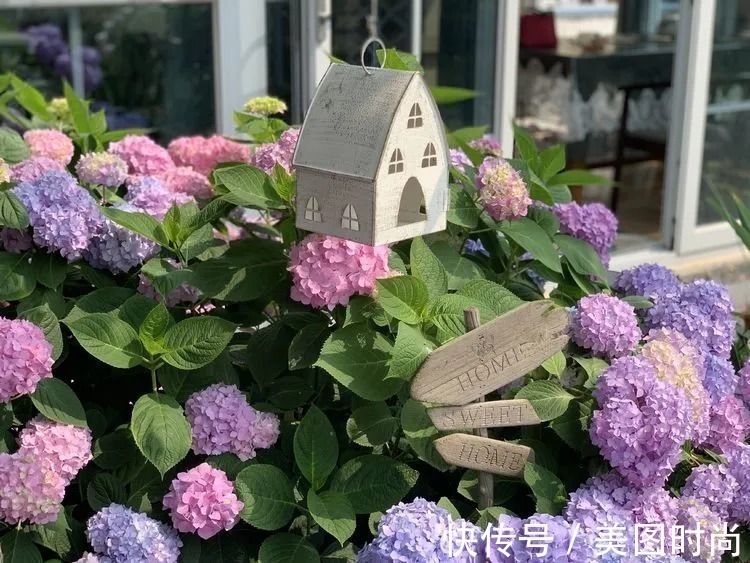 满园|2年前,买了一栋带院子的房子,在高楼喧嚣中建一个“梦幻花园”