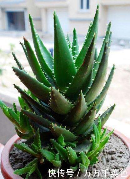 粉尘|此3种花养家里,粉尘、病菌减少一半,第2种专门吃蚊子