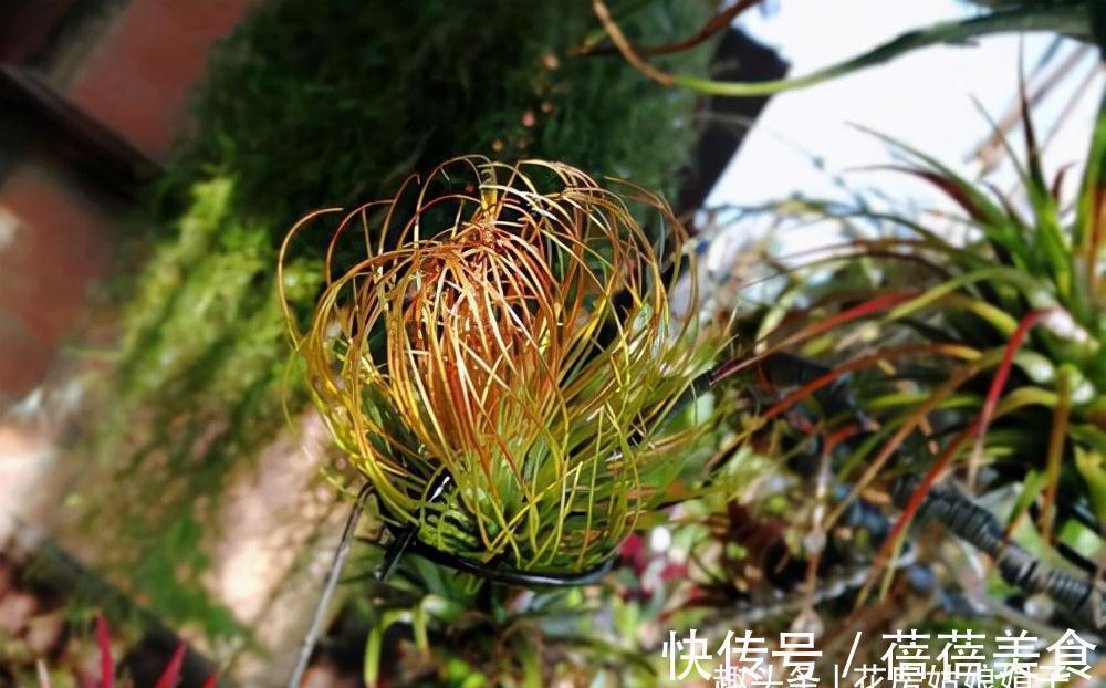 家居空间小没地方养花?16种适合吊养的花,小空间养花的必备良品