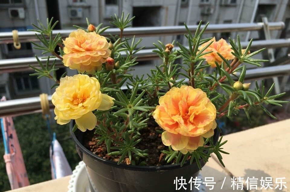 路边挖棵“太阳花”,学会2招,养一年变“老桩”,能开多色花