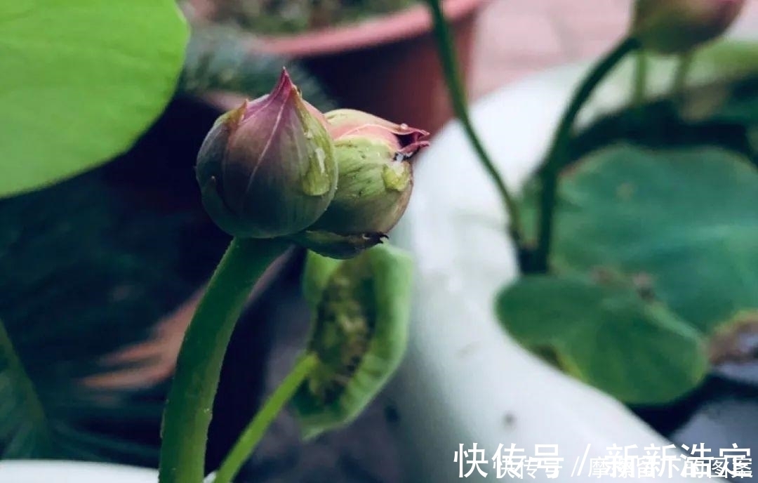 叶插|长寿开花变异了,十年都见不到一次,真稀罕