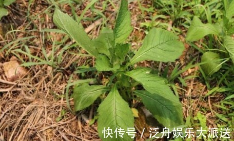 安南菜|农村一种常见野菜，农民总认为它是茼蒿，其实比茼蒿更为营养