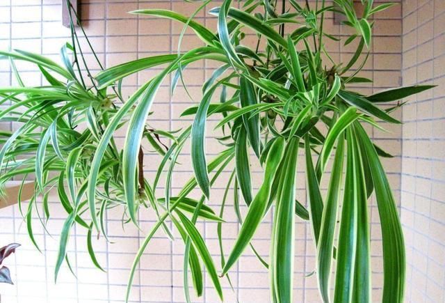 地方|吊兰放在家中哪个位置摆放在“3个地方”,一天一个样,长爆盆