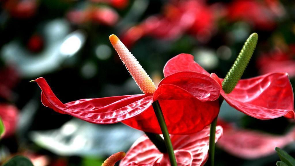 子株|红掌这么养，每年开花，爆盆，1盆变10盆