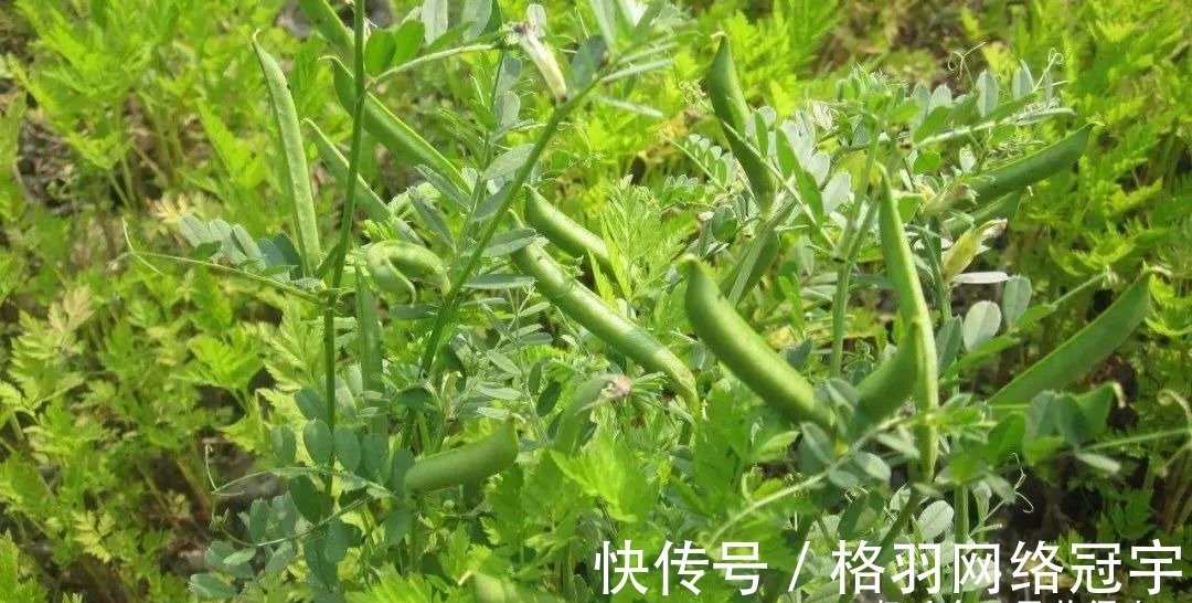 野豌豆|伯夷叔齐饿死不食周粟，采薇而食，“薇”指的什么？