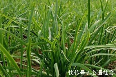 素鸡|豆腐皮怎么吃“最过瘾”4种吃法任你选，总有一种是你爱吃的！