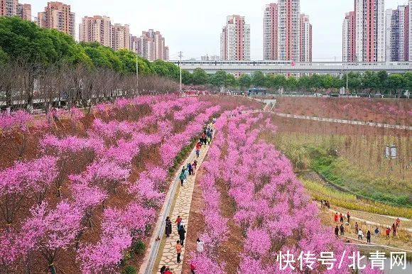 梅花朵|又是一年春来到，去这些地方看“开往春天的列车”