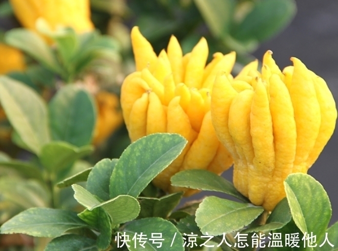 这植物也许对谁都有帮助,因为目前益处很大,尤其是果实,请熟知