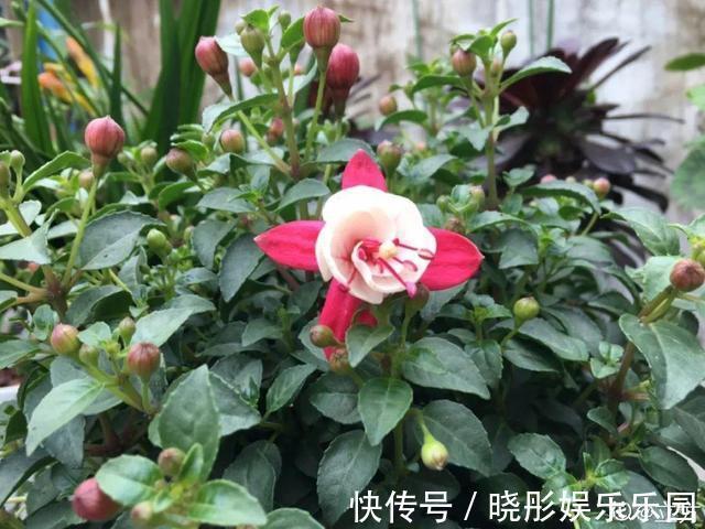 最怕晒的10种花,赶快搬进屋,否则会死掉