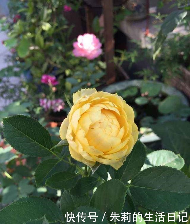 小阳台就养微月“四剑客”,只需养一盆,天天有花赏!