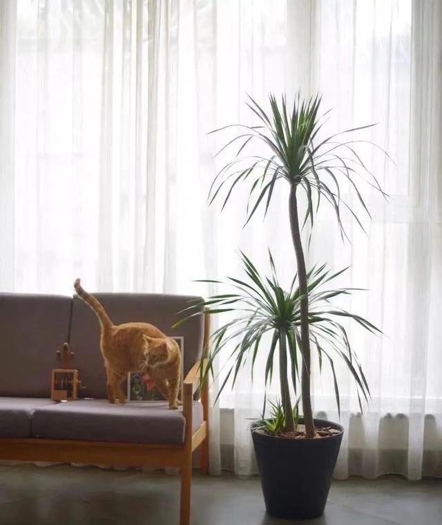 吉祥|8种“丑花”,个个都有好兆头,家里养几盆,镇宅吉祥,越养越爱